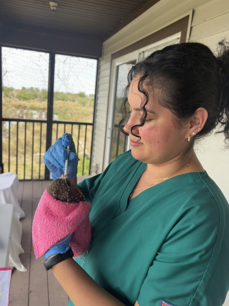 Woman with dark hair and green scrubs holds a burrowing owl with one hand, and administers oral medicine via a syringe with the other hand.