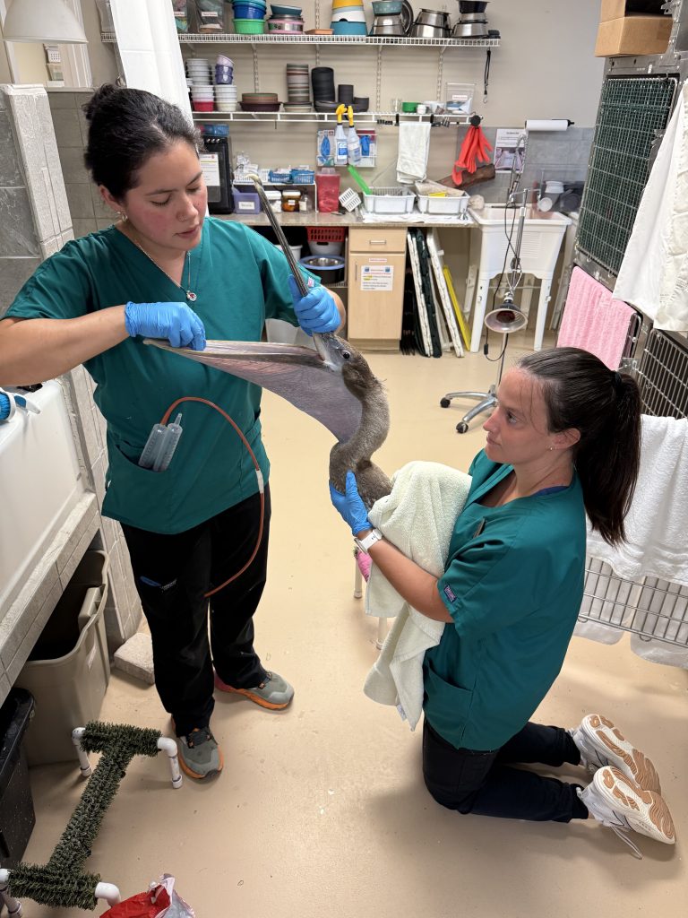 Two women in green medical scrubs hold a pelican inside a wildlife hospital. One woman opens its beak and feeds a tube down its throat.
