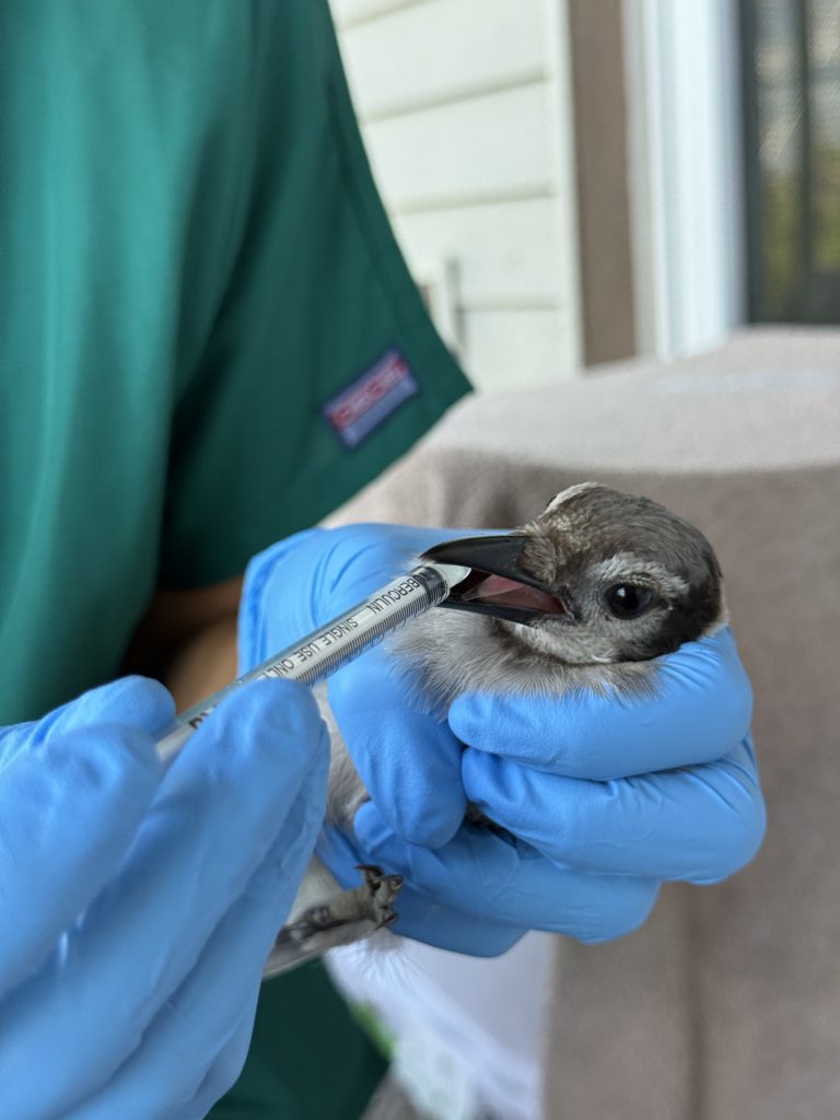 A blue jay is held by a person with blue medical gloves, who holds a syringe to the bird's beak.
