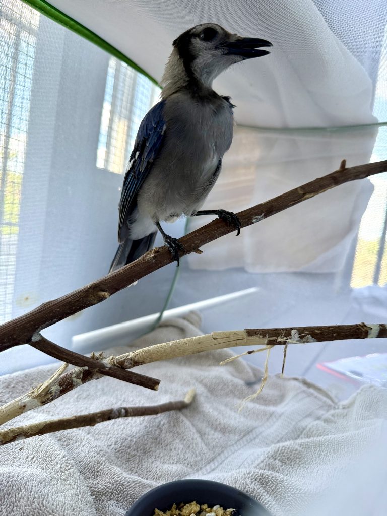 A blue jay perches on a branch inside a soft-side enclosure.