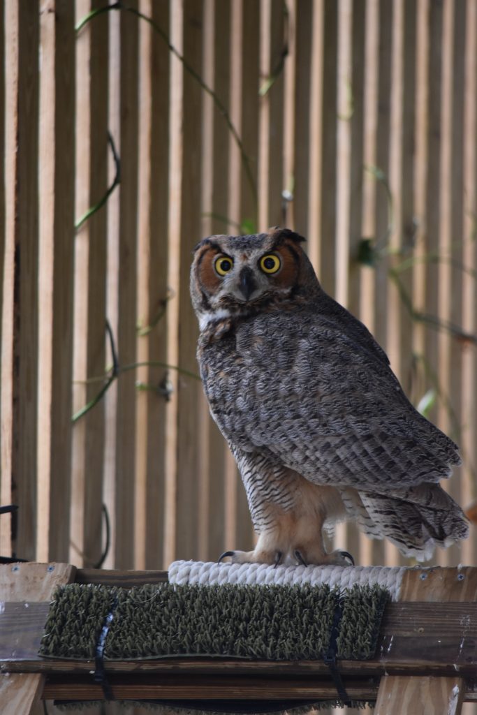 A great horned owl perches inside an outdoor rehabilitation enclosure.