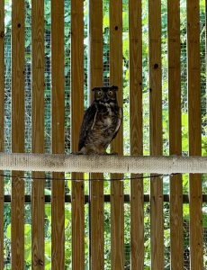 Great Horned Owl (patient 26-3637) perching in CROW's outdoor rehabilitation enclosures, preparing for release.